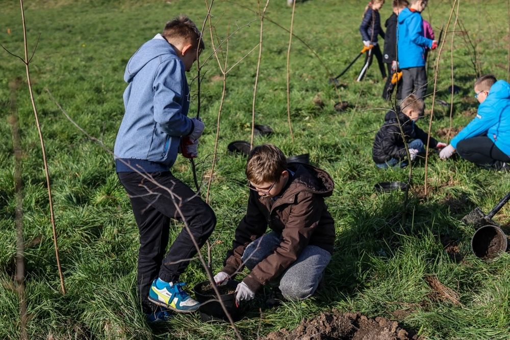 Kraków nasadza 3 tysiące młodych drzew